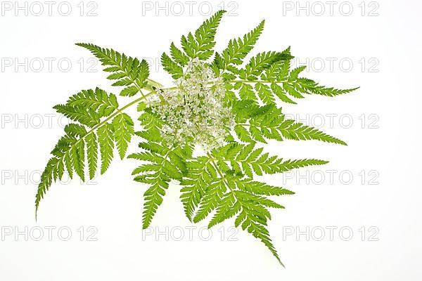 Flower and leaves of sweet cicely, Myrrhis odorata
