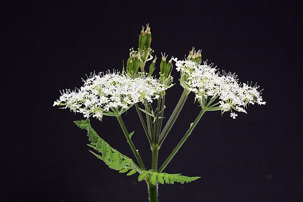 Flower and leaves of sweet cicely, Myrrhis odorata