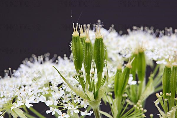 Flower and leaves of sweet cicely, Myrrhis odorata