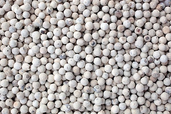White pepper, ripe pepper freed from the husk