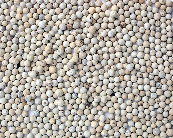 White pepper, ripe pepper freed from the husk