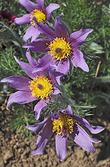 Medicinal plant Creeping pasque flower,