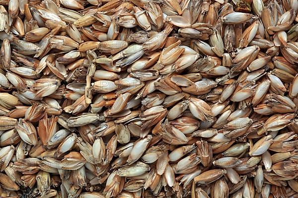 Spelt husks, spelt husks. Spelt husk is probably one of the best-known natural fillings for pillows