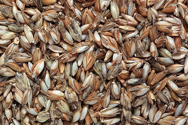 Spelt husks, spelt husks. Spelt husk is probably one of the best-known natural fillings for pillows
