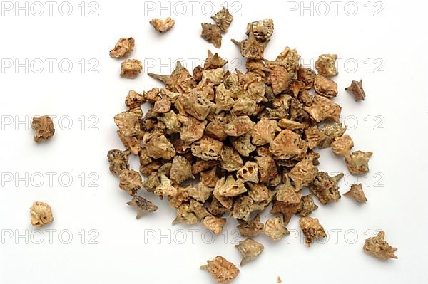 Medicinal plant Earth Burzelthorn, Tribulus terrestris