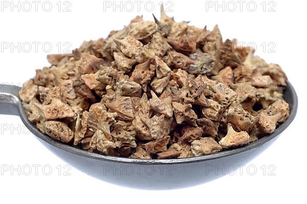 Medicinal plant Earth Burzelthorn, Tribulus terrestris