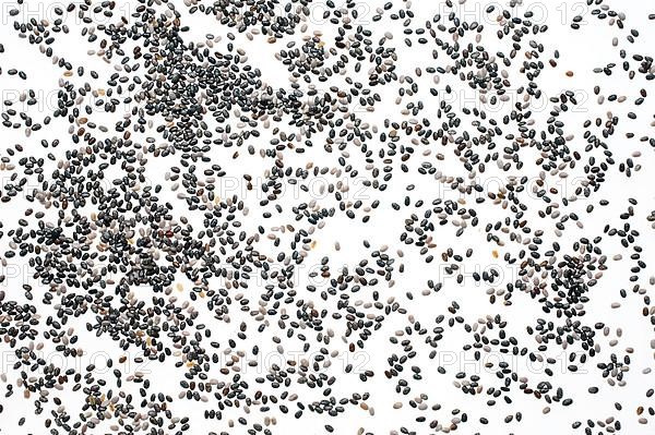 Mexican Chia, sage