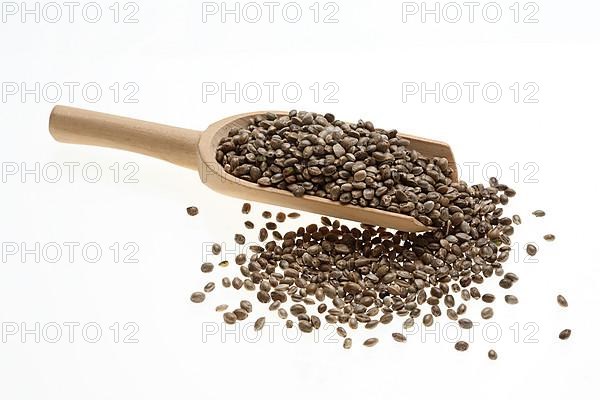 Hemp seeds or hemp nuts, Canabis sativa
