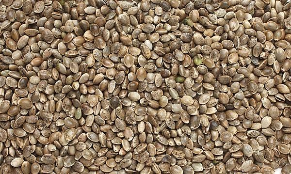 Hemp seeds or hemp nuts, Canabis sativa