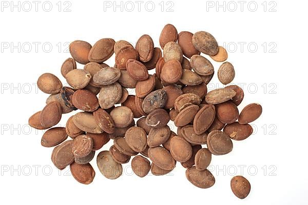 Medicinal plant hair flower, hair flower seeds
