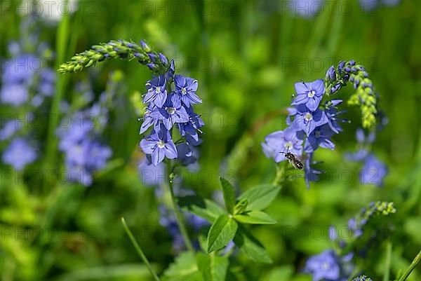 Austrian broadleaf speedwell,