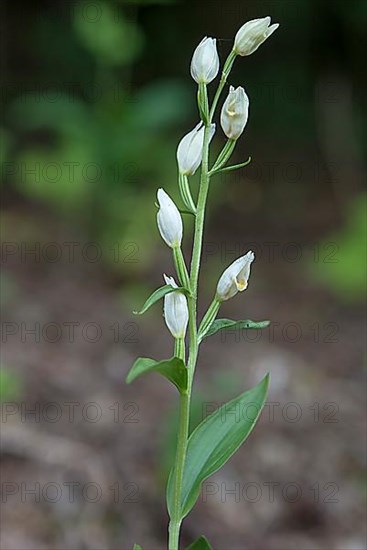White white helleborine,