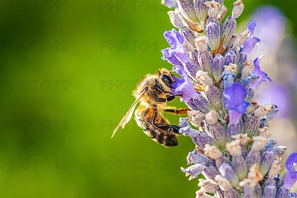 European Honey Bee,