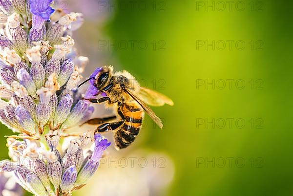 European Honey Bee,