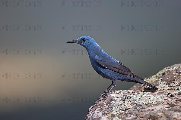 Blue Rock Thrush,
