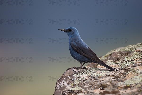 Blue Rock Thrush,