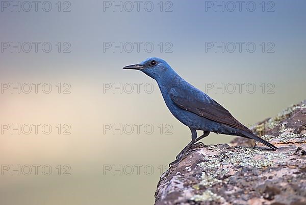Blue Rock Thrush,