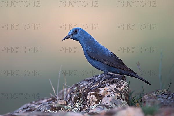 Blue Rock Thrush,