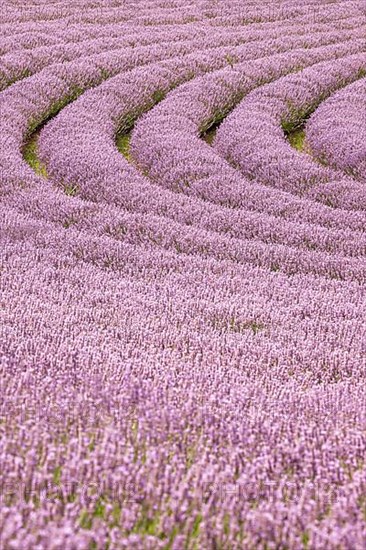 Lavender, purple flower