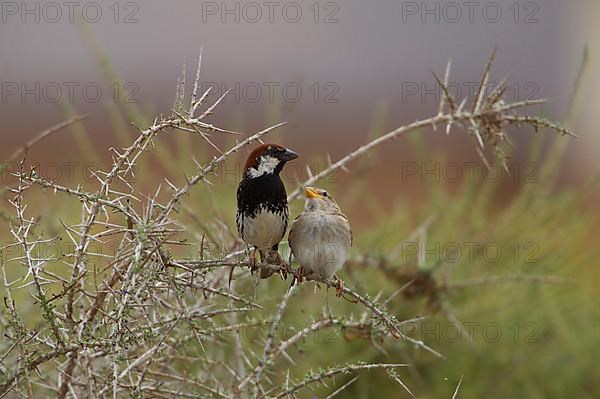 Spanish sparrow,