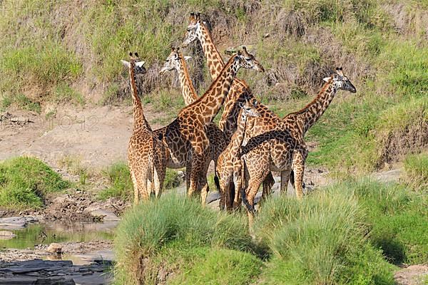 Masai Giraffe,