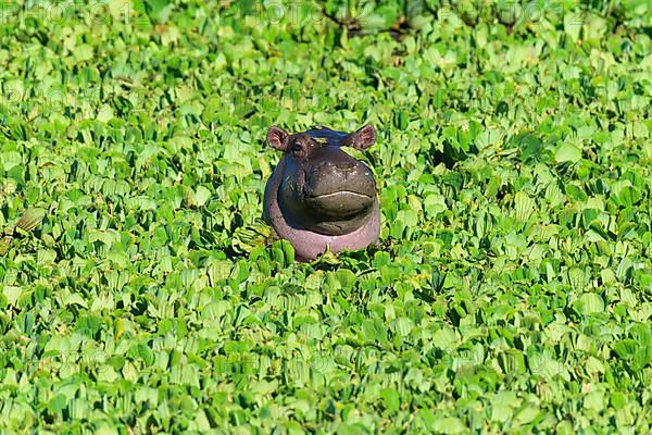 Hippopotamus,