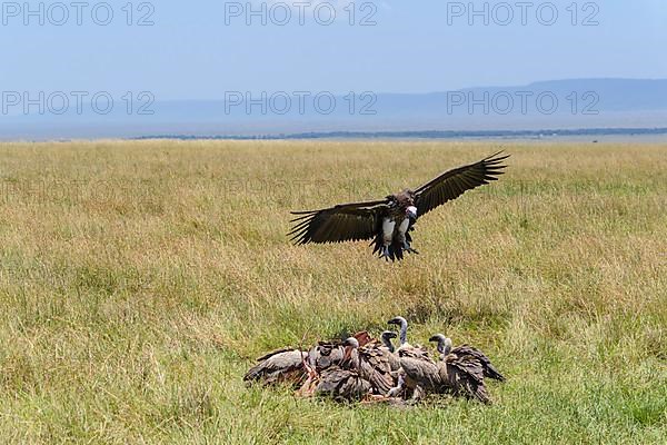 Lappet Faced Vulture,