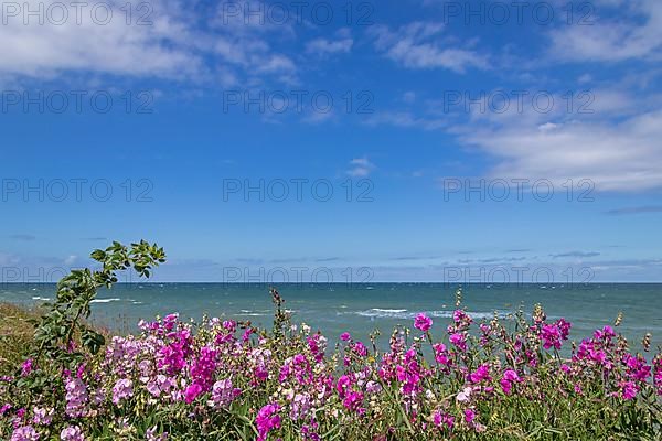 Flowers, vetches