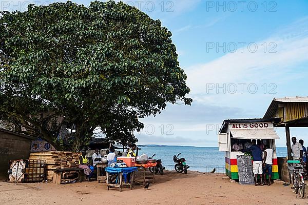 Mango tree, people