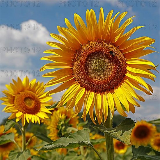 Sunflowers, Dieburg
