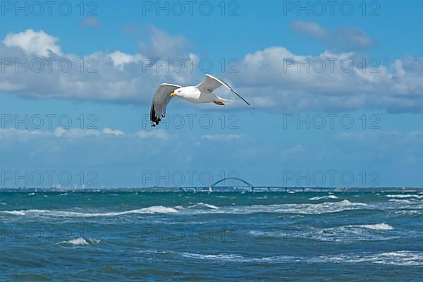 Flying european herring gull,