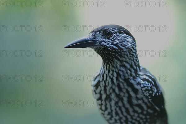 Spotted nutcracker,