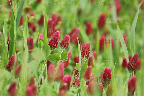 Crimson clover,