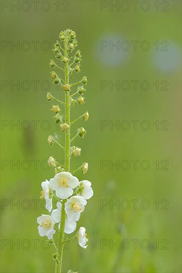 White purple mullein,