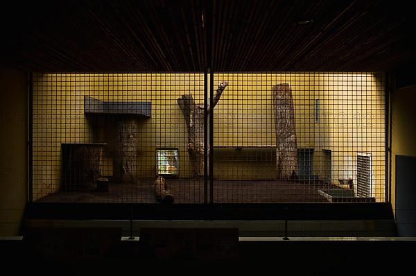 Predator cage, lion cage