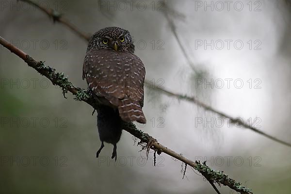 Pygmy Owl,