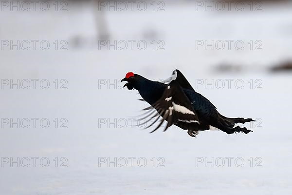 Black grouse, Hamra National Park