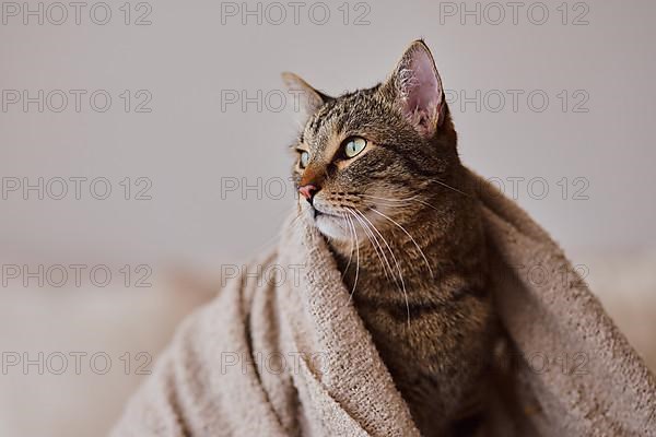Tabby felidae,