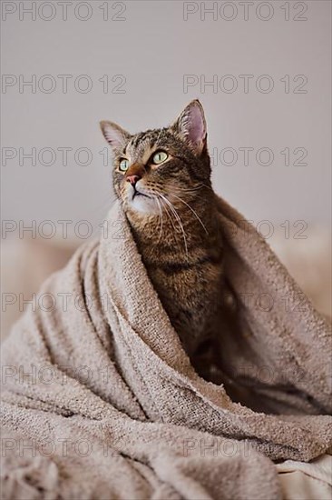 Tabby felidae,