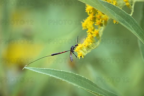 Gout wasp,