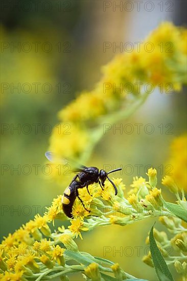 Bristly dagger wasp,