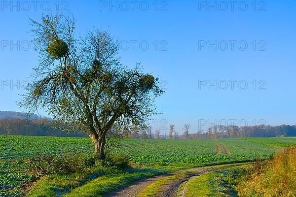 BW. Wuerttemberg Autumn landscape