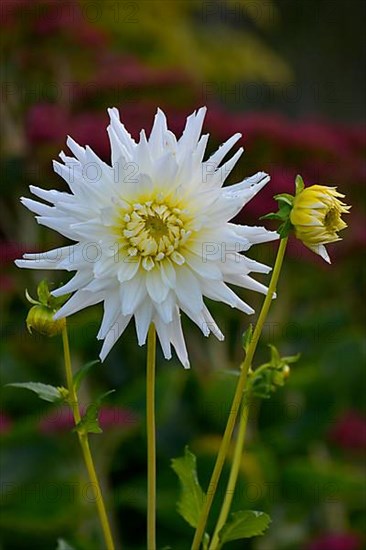 Semicactus dahlia in white flowering in the garden