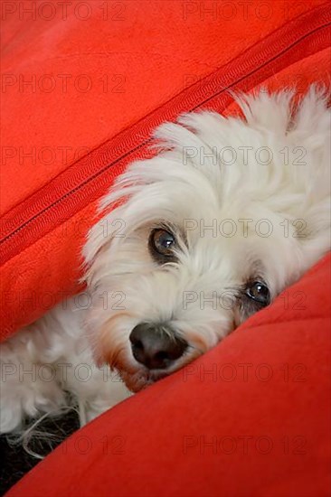White Havanese dog between cushions