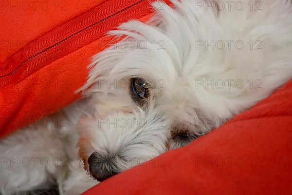 White Havanese dog between cushions