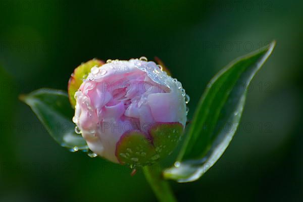 Peony Bud with Water Drops
