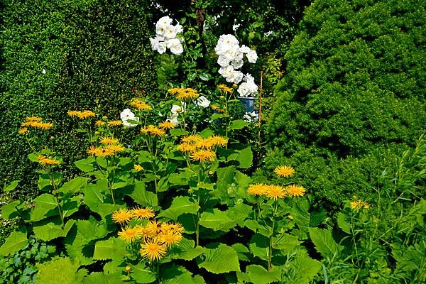 Inula