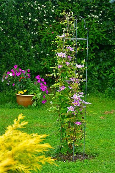 Clematis hybrid flowering in the garden on the climbing frame