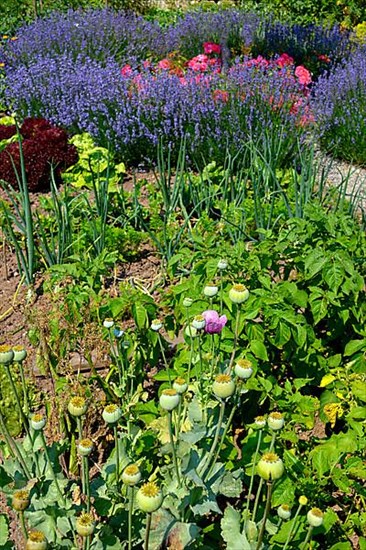 Farm garden