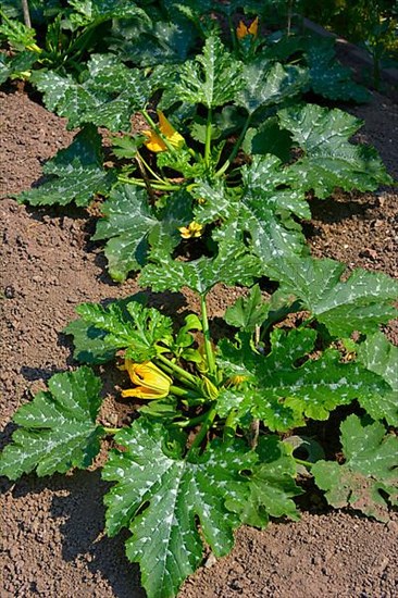 Zuchini in the garden with flower